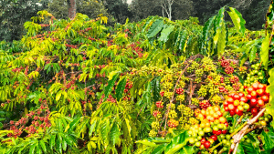 sau-benh-cay-ca-phe-và-cach-phong-ngua