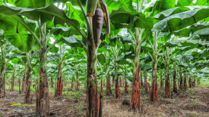 sau-benh-cay-chuoi-va-cach-phong-ngua