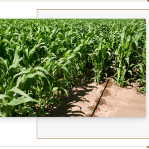 Ống tưới nhỏ giọt