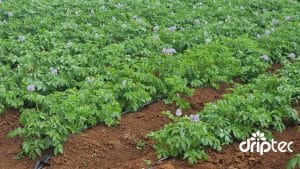 Chi phi lap dat he thong tuoi khoai tay tu dong