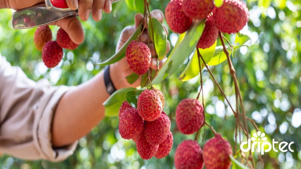 Chi phi lap dat he thong tuoi vai tu dong