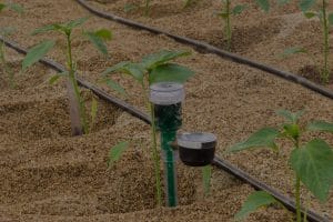 Gia phan bon hoa tan