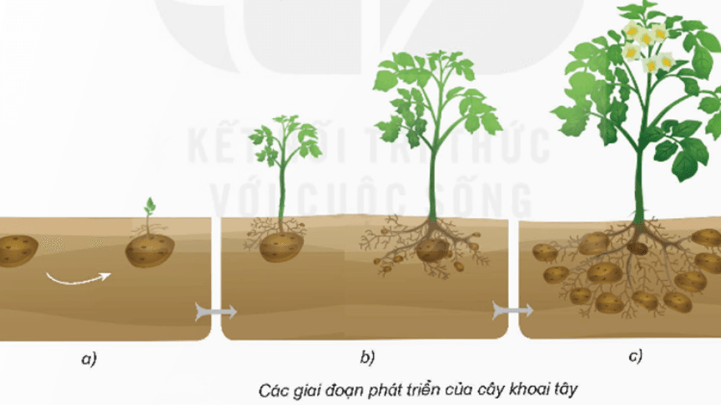 Su-phat-trien-qua-cac-giai-cua-cay-khoai-tay