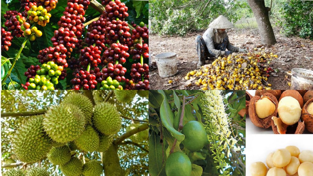 Kham-pha-tiem-nang-cac-cay-trong-tieu-bieu-tai-DakLak