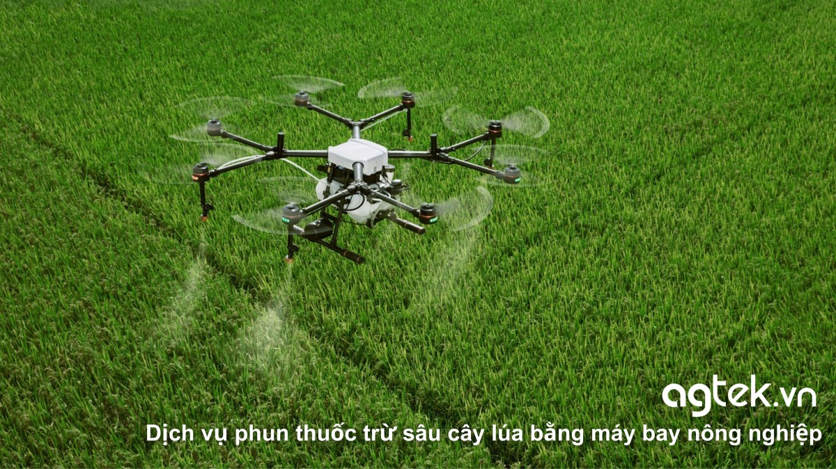 Dịch vụ phun thuốc trừ sâu cây lúa bằng máy bay nông nghiệp