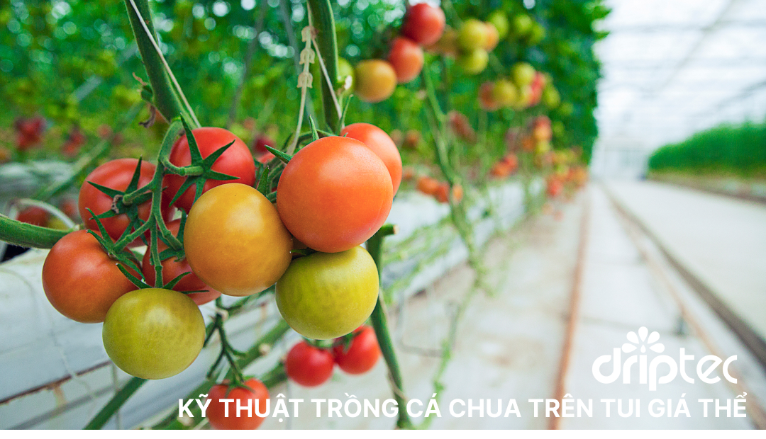 Ky thuat trong ca chua tren tui gia the