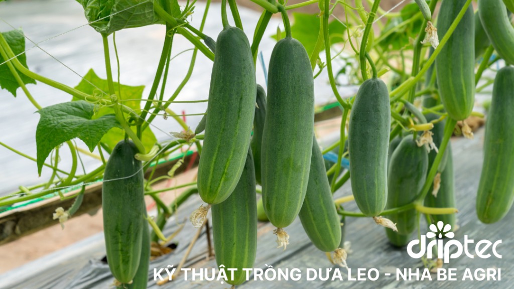 Kỹ thuật trồng dưa leo trên giá thể sử dụng hệ thống tưới nhỏ giọt 37 Ky thuat trong dua leo tren gia the
