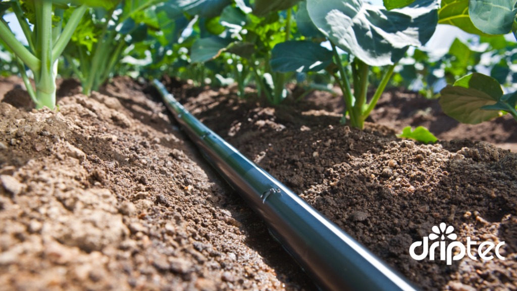 10 khía cạnh của nông nghiệp hiện đại 22 Nong nghiep hien dai