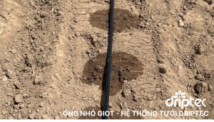 Ong nho giot he thong tuoi