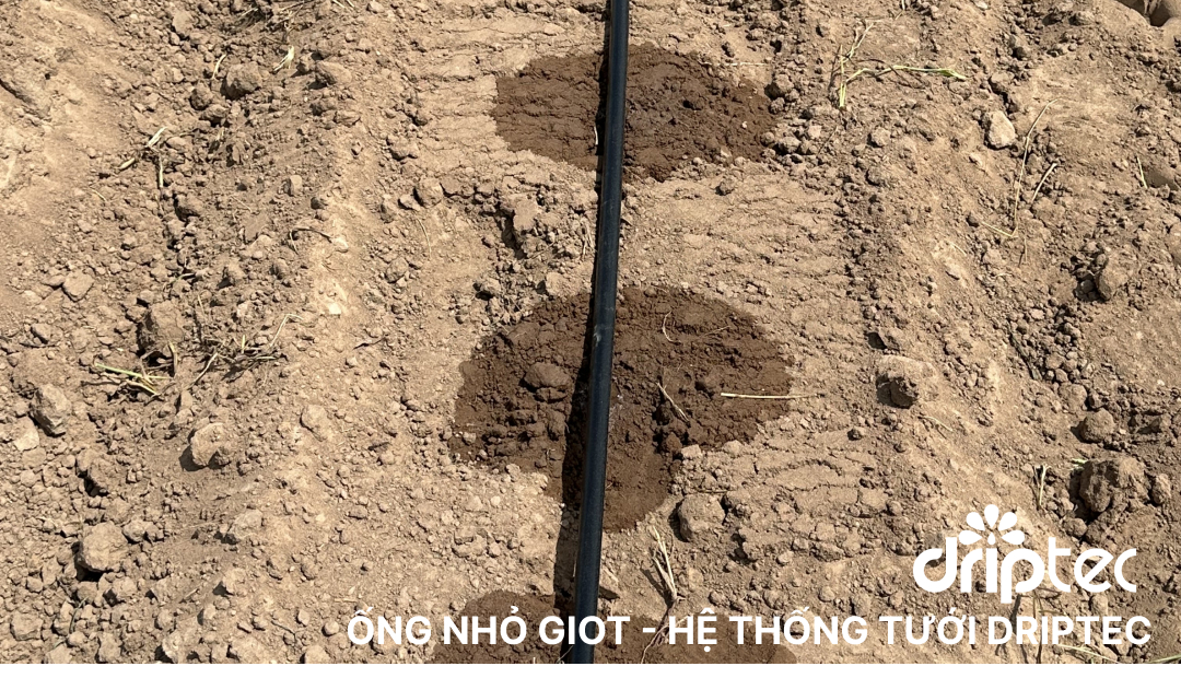 Gợi ý chọn ống nhỏ giọt tưới khoai mì hiệu quả: Hướng dẫn chi tiết 2 Ong nho giot he thong tuoi