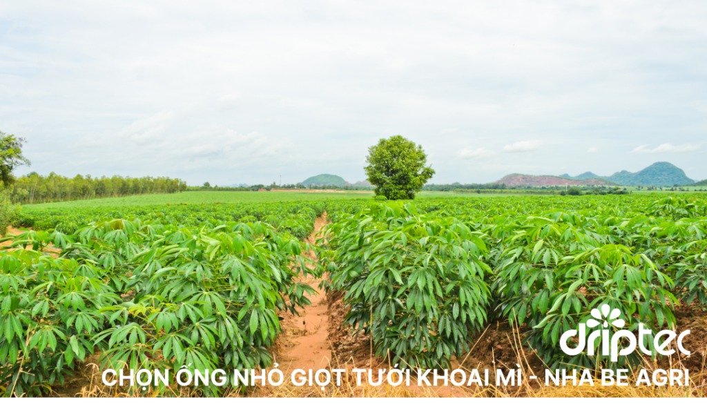 Gợi ý chọn ống nhỏ giọt tưới khoai mì hiệu quả: Hướng dẫn chi tiết 13 Ong nho giot tuoi khoai mi