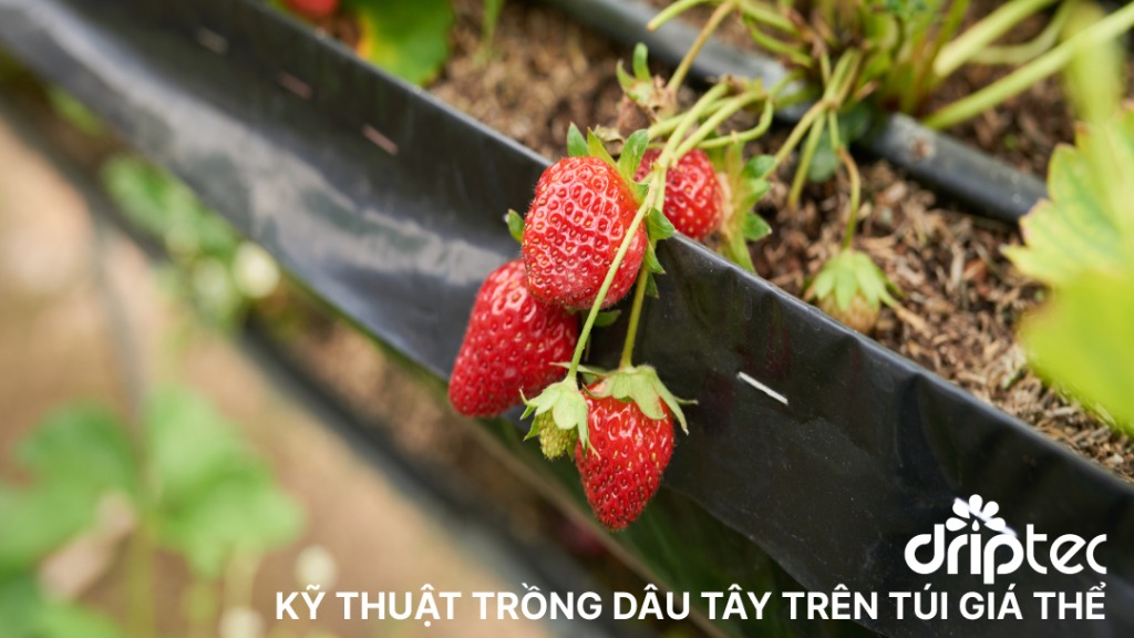 Kỹ thuật trồng dâu tây trên giá thể trong nhà kính 39 ky thuat trong dau tay tren gia the trong nha kinh