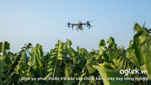 Dịch vụ phun thuốc trừ sâu cây chuối bằng máy bay nông nghiệp
