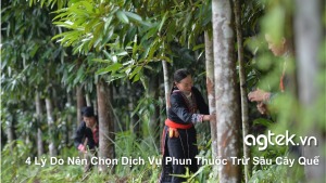 4 Lý Do Nên Chọn Dịch Vụ Phun Thuốc Trừ Sâu Cây Quế