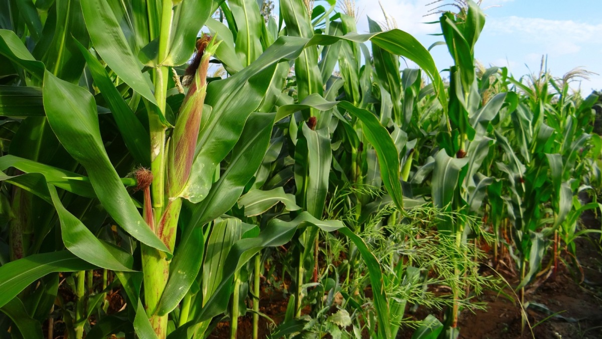 Chế độ tưới nước qua hệ thống tưới tự động cho bắp sinh khối