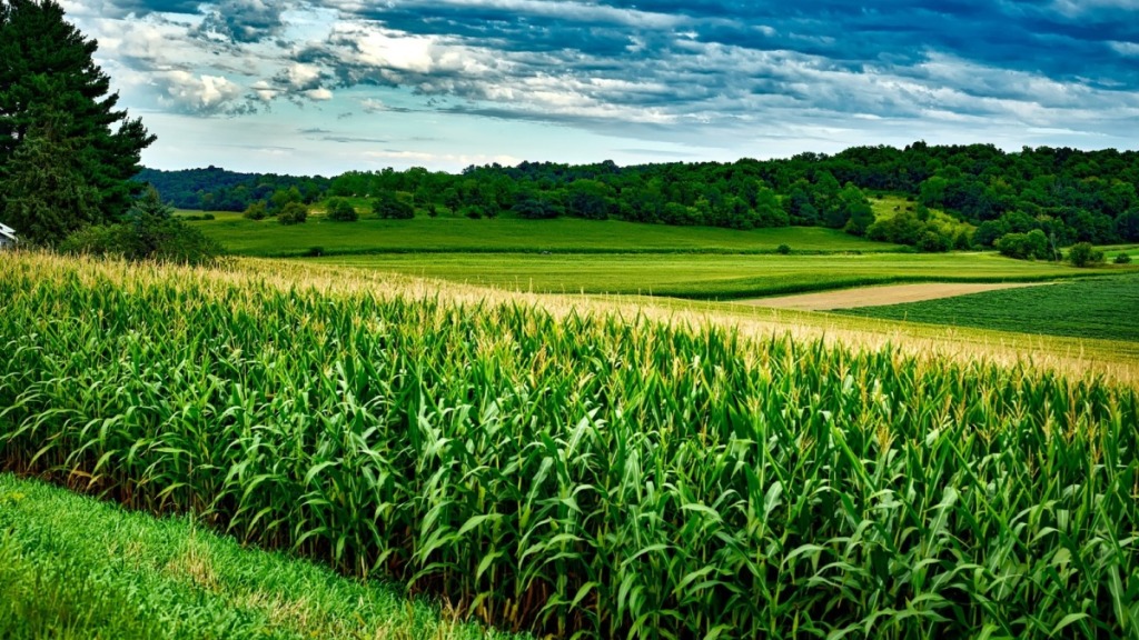 Chế độ tưới nước qua hệ thống tưới tự động cho bắp sinh khối 34 Chế độ tưới nước qua hệ thống tưới tự động cho bắp sinh khối