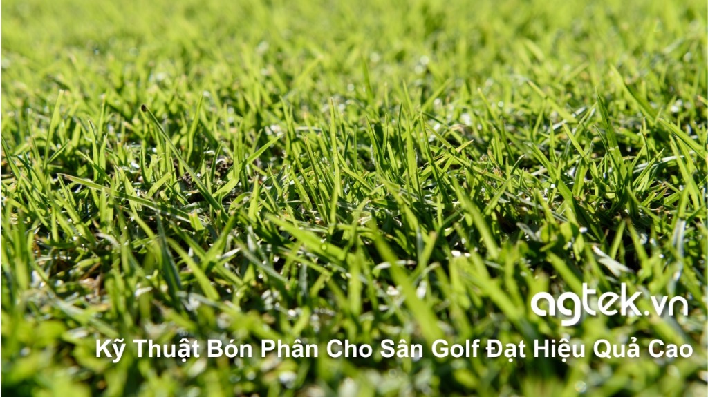 Hưỡng Dẫn Kỹ Thuật Bón Phân Cho Sân Golf Đạt Hiệu Quả Cao