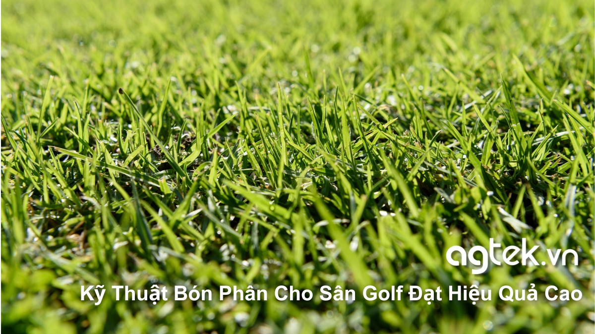 Hưỡng Dẫn Kỹ Thuật Bón Phân Cho Sân Golf Đạt Hiệu Quả Cao