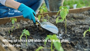 Những lợi ích và khó khăn khi sử dụng phân bón hoà tan