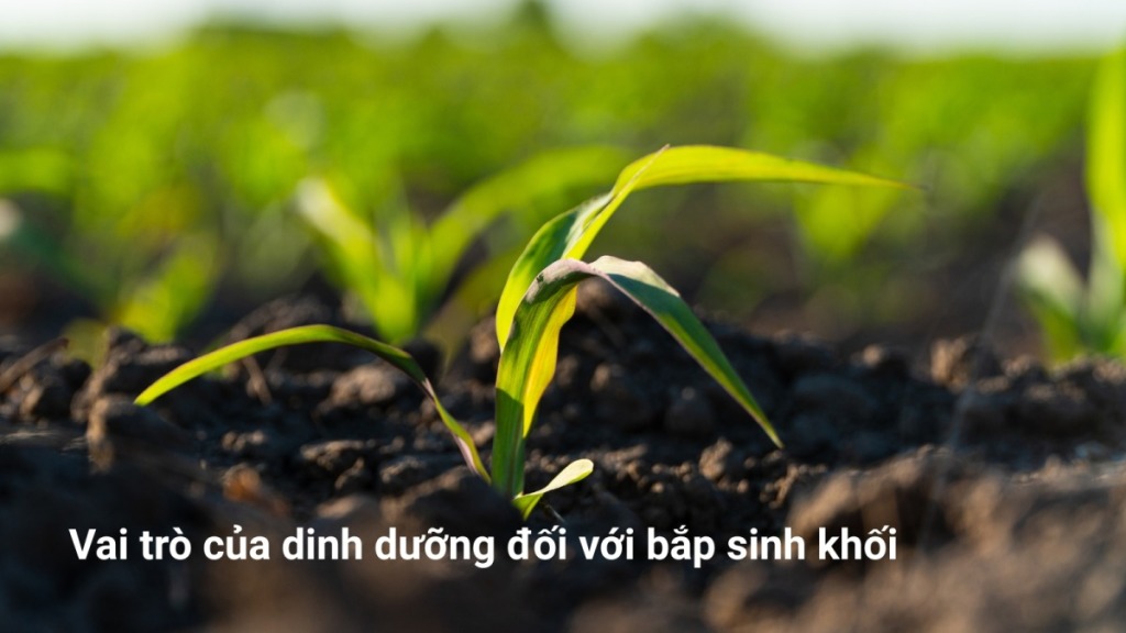 Vai trò của dinh dưỡng đối với bắp sinh khối 36 Vai trò của dinh dưỡng đối với bắp sinh khối