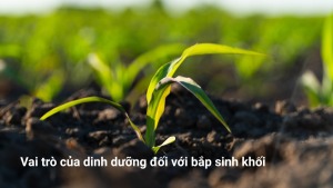Vai trò của dinh dưỡng đối với bắp sinh khối