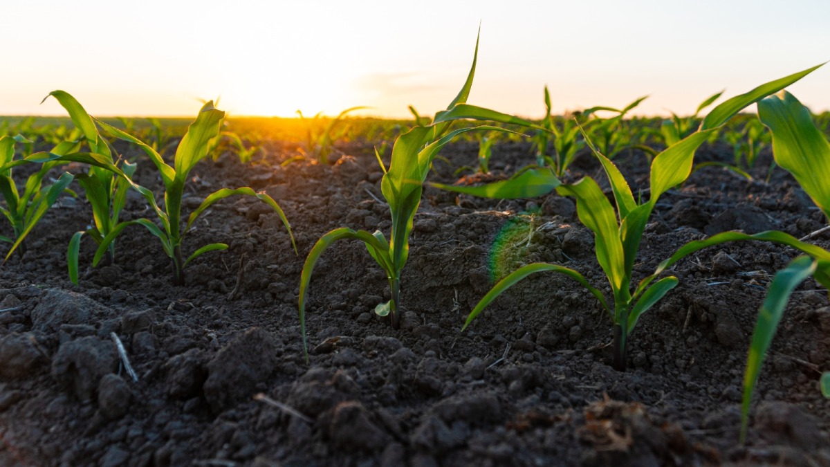 Vai trò của dinh dưỡng đối với bắp sinh khối 2 Vai trò của dinh dưỡng đối với bắp sinh khối