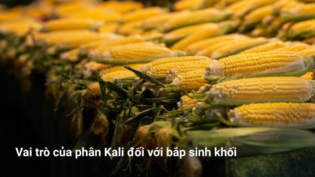 Vai trò của phân Kali đối với bắp sinh khối 21 Vai trò của phân Kali đối với bắp sinh khối