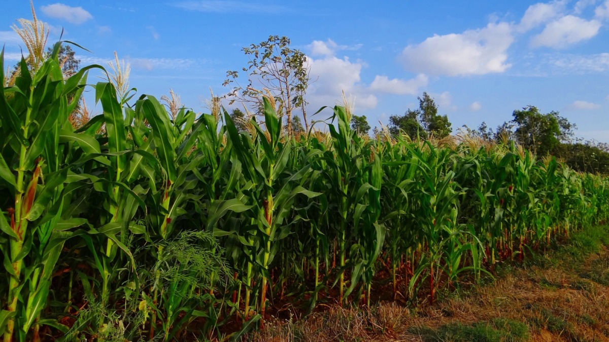 Vai trò của phân Kali đối với bắp sinh khối 