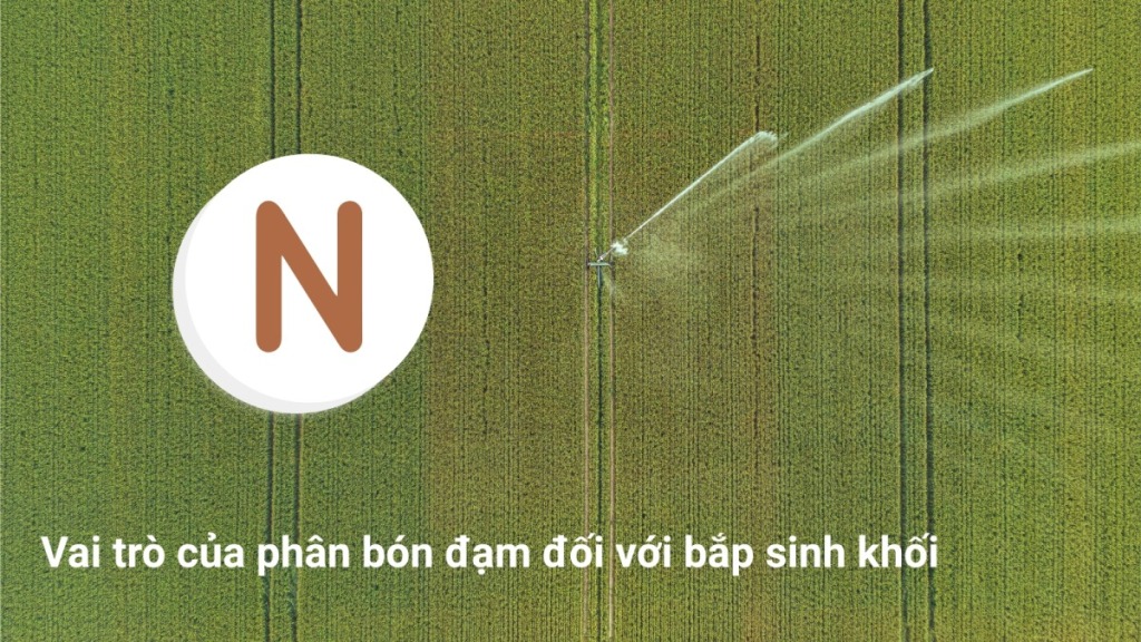Vai trò của phân bón đạm đối với bắp sinh khối 29 Vai trò của phân bón đạm đối với bắp sinh khối