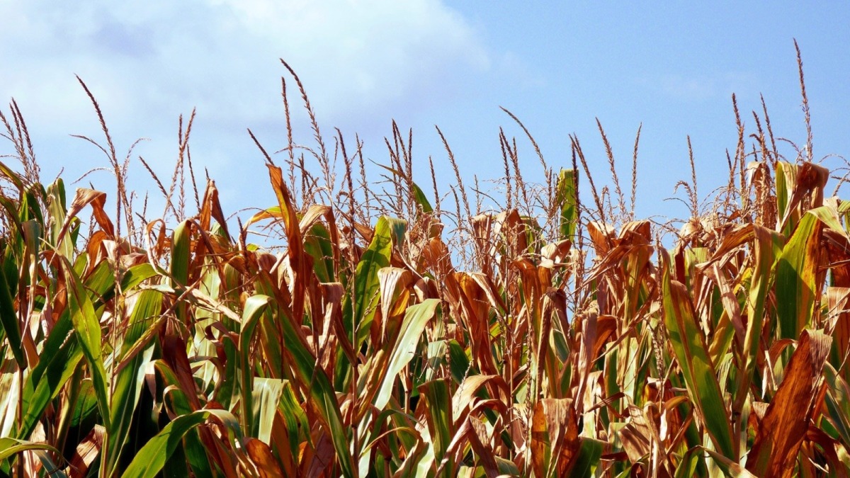 Vai trò của phân bón đạm đối với bắp sinh khối 2 Vai trò của phân bón đạm đối với bắp sinh khối