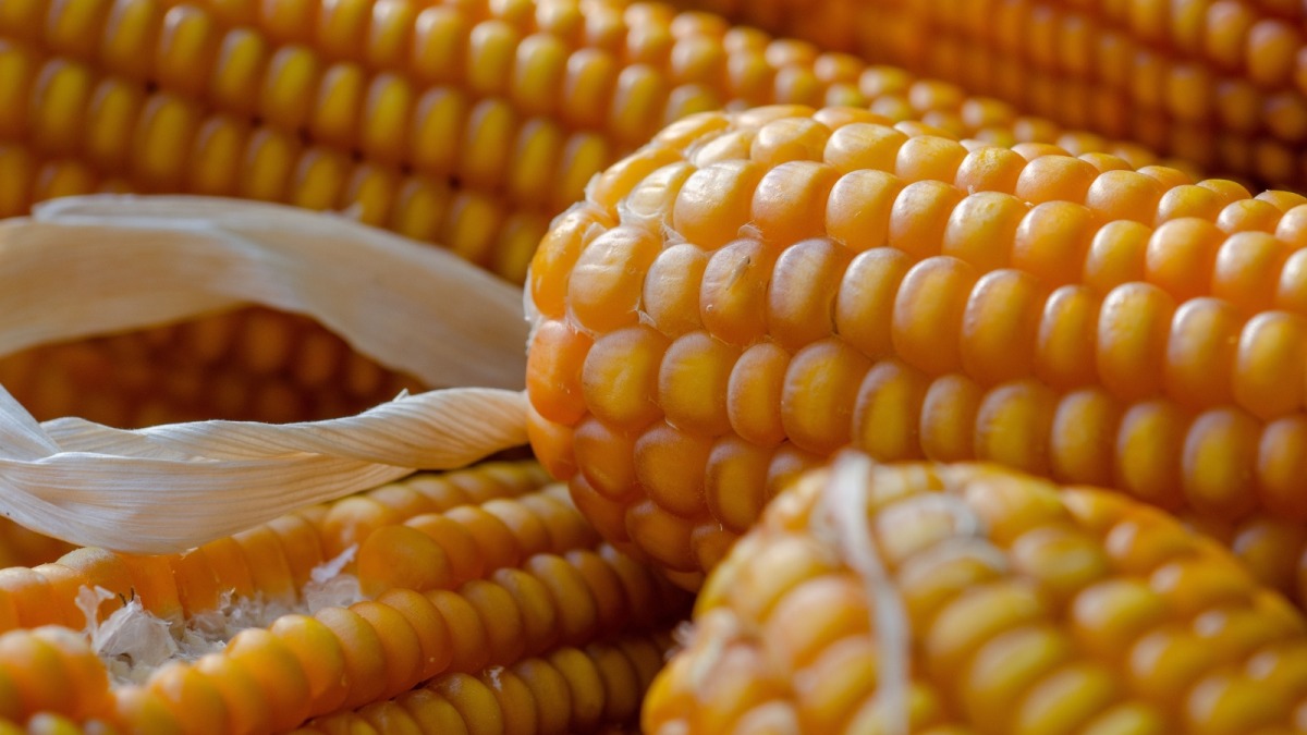 Vai trò của phân lân đối với bắp sinh khối 3 Vai trò của phân bón đạm đối với bắp sinh khối