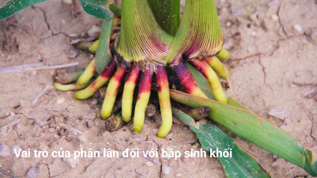 Vai trò của phân lân đối với bắp sinh khối 24 Vai trò của phân lân đối với bắp sinh khối