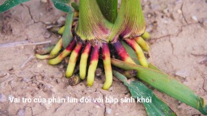 Vai trò của phân lân đối với bắp sinh khối