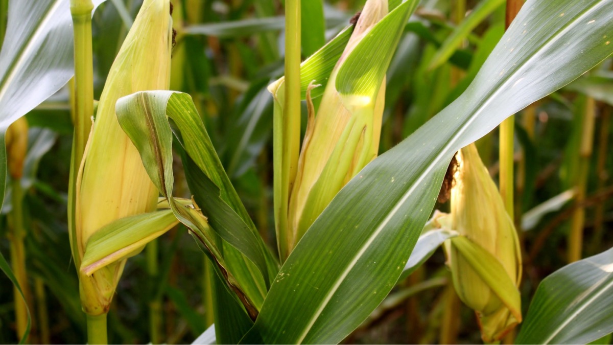 Vai trò của phân lân đối với bắp sinh khối 2 Vai trò của phân lân đối với bắp sinh khối