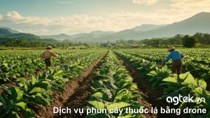 Dịch vụ phun cây thuốc lá bằng drone