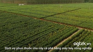 Dịch vụ phun thuốc cho cây cà phê bằng máy bay nông nghiệp