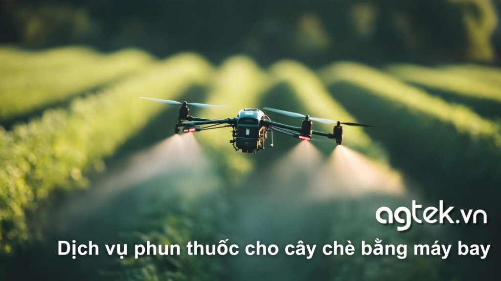 Dịch vụ phun thuốc cho cây chè bằng máy bay