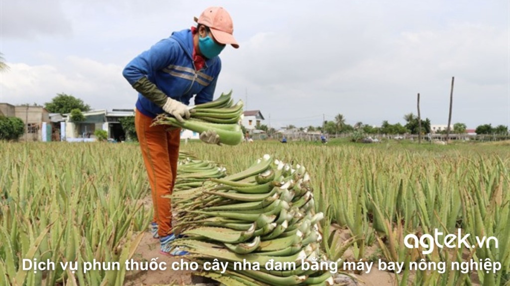 Dịch vụ phun thuốc cho cây nha đam bằng máy bay nông nghiệp