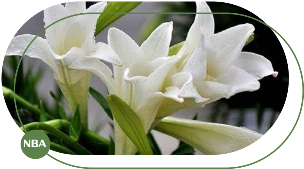 Ky thuat tuoi hoa loa ken