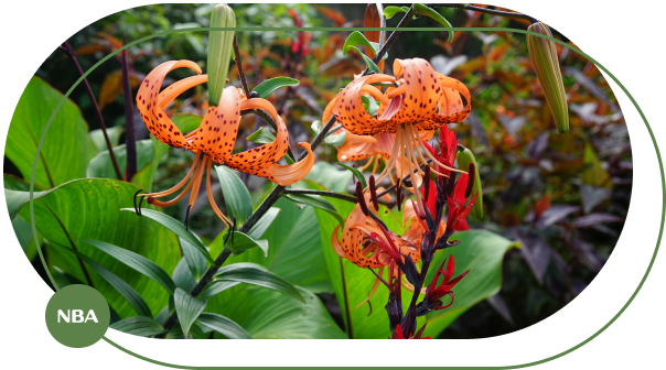 Đơn Vị Uy Tín Cung Cấp Thiết Bị Tưới Tại Tỉnh Lâm Đồng 2 Ky thuat tuoi hoa ly ly