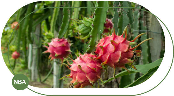 Ky thuat tuoi thanh long tu dong