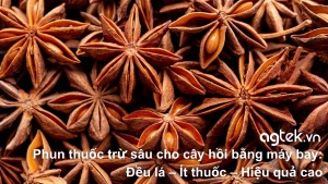 Phun thuốc trừ sâu cho cây hồi bằng máy bay Đều lá – Ít thuốc – Hiệu quả cao