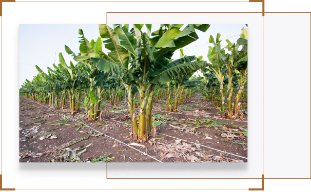 Thiet bi tuoi tu dong Gia Lai