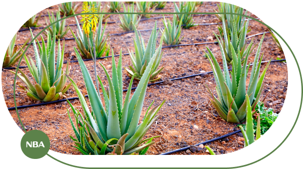 Tuoi nho giot cho cay nha dam