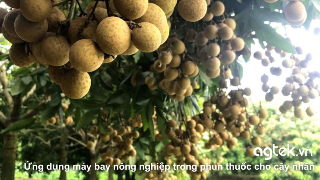 Ứng dụng máy bay nông nghiệp trong phun thuốc cho cây nhãn – xu hướng mới 2025 12 Ứng dụng máy bay nông nghiệp trong phun thuốc cho cây nhãn