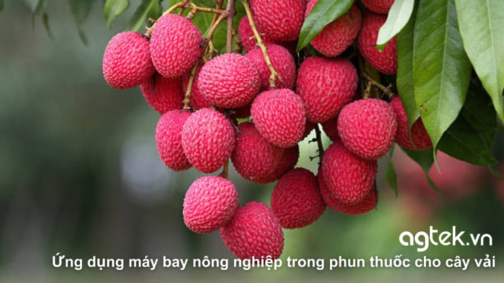 Ứng dụng máy bay nông nghiệp trong phun thuốc cho cây vải 6 Ứng dụng máy bay nông nghiệp trong phun thuốc cho cây vải