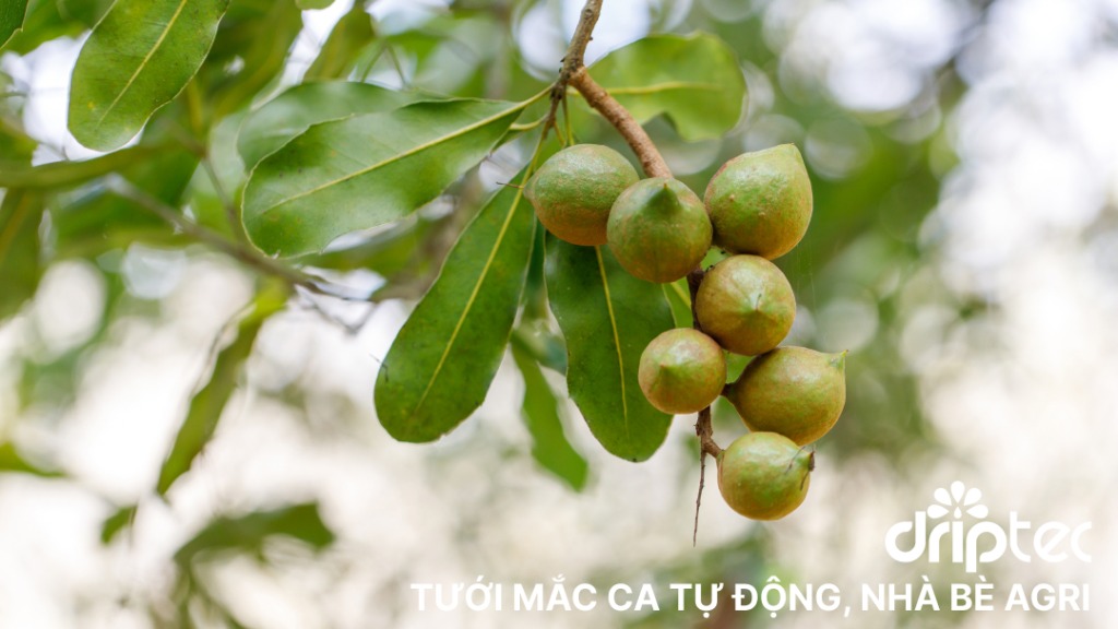 tuoi mac ca tu dong