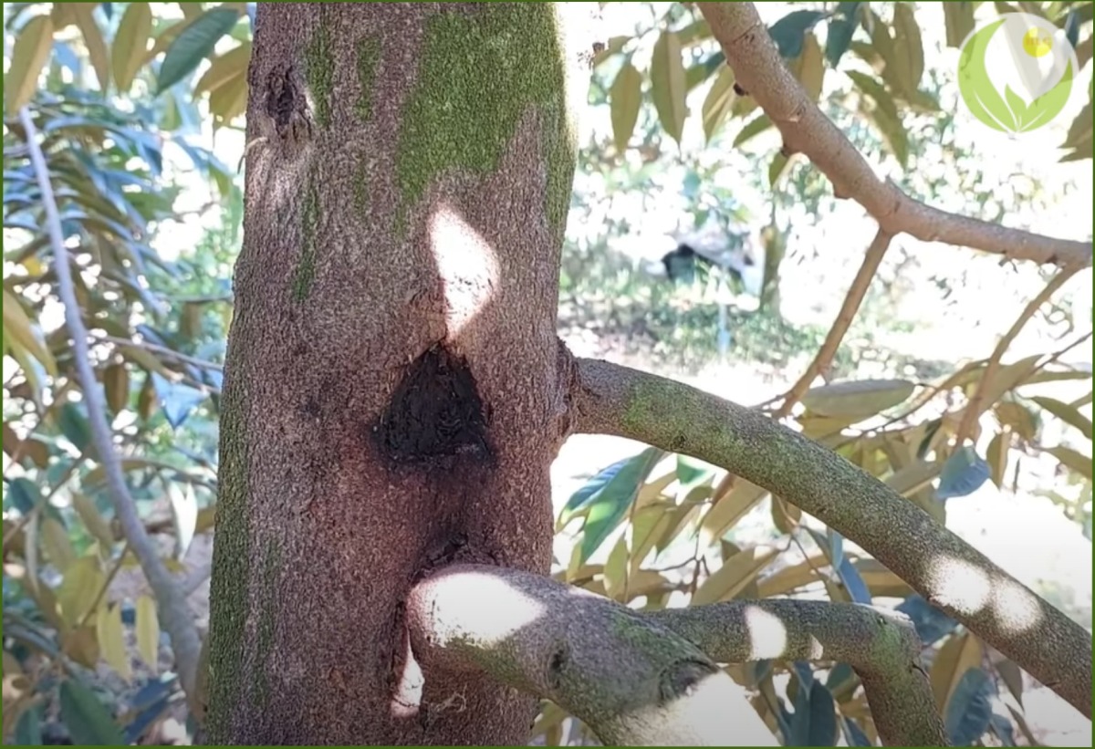 Bệnh nứt thân xì mủ - bệnh hại trên cây sầu riêng