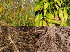 Bệnh vàng lá thối rễ -- bệnh hại trên cây sầu riêng