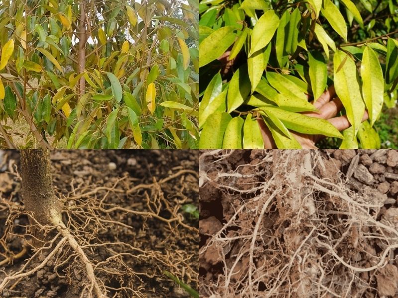 Bệnh vàng lá thối rễ -- bệnh hại trên cây sầu riêng